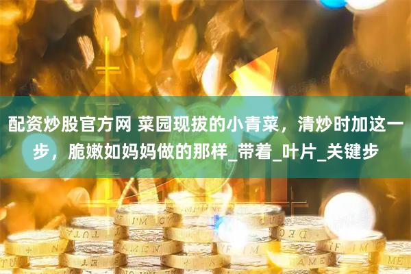 配资炒股官方网 菜园现拔的小青菜，清炒时加这一步，脆嫩如妈妈做的那样_带着_叶片_关键步